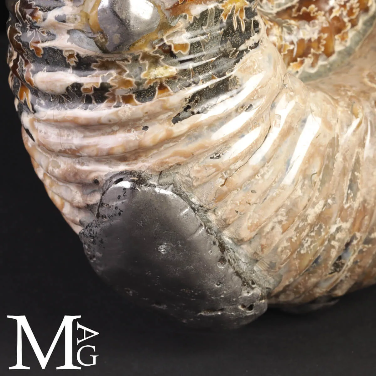 Ammonite Douvilleiceras Mammillatum con Pirite – Madagascar.