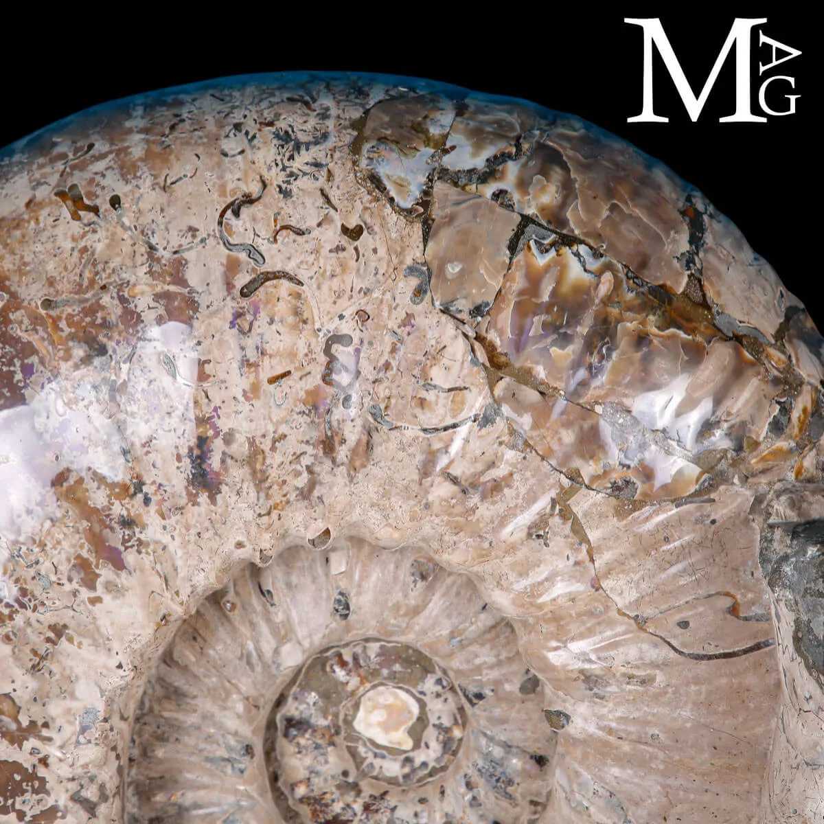 Ammonite Gigante Douvilleiceras – Madagascar