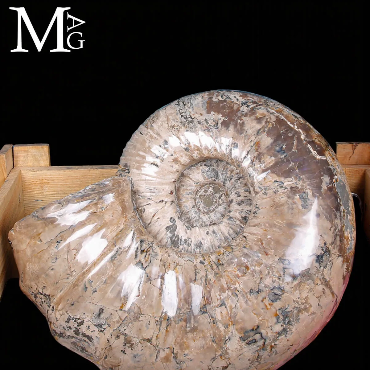 Ammonite Gigante Douvilleiceras – Madagascar