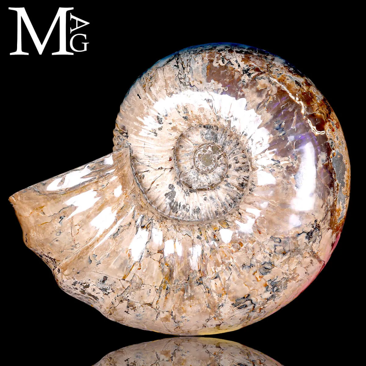 Ammonite Gigante Douvilleiceras – Madagascar