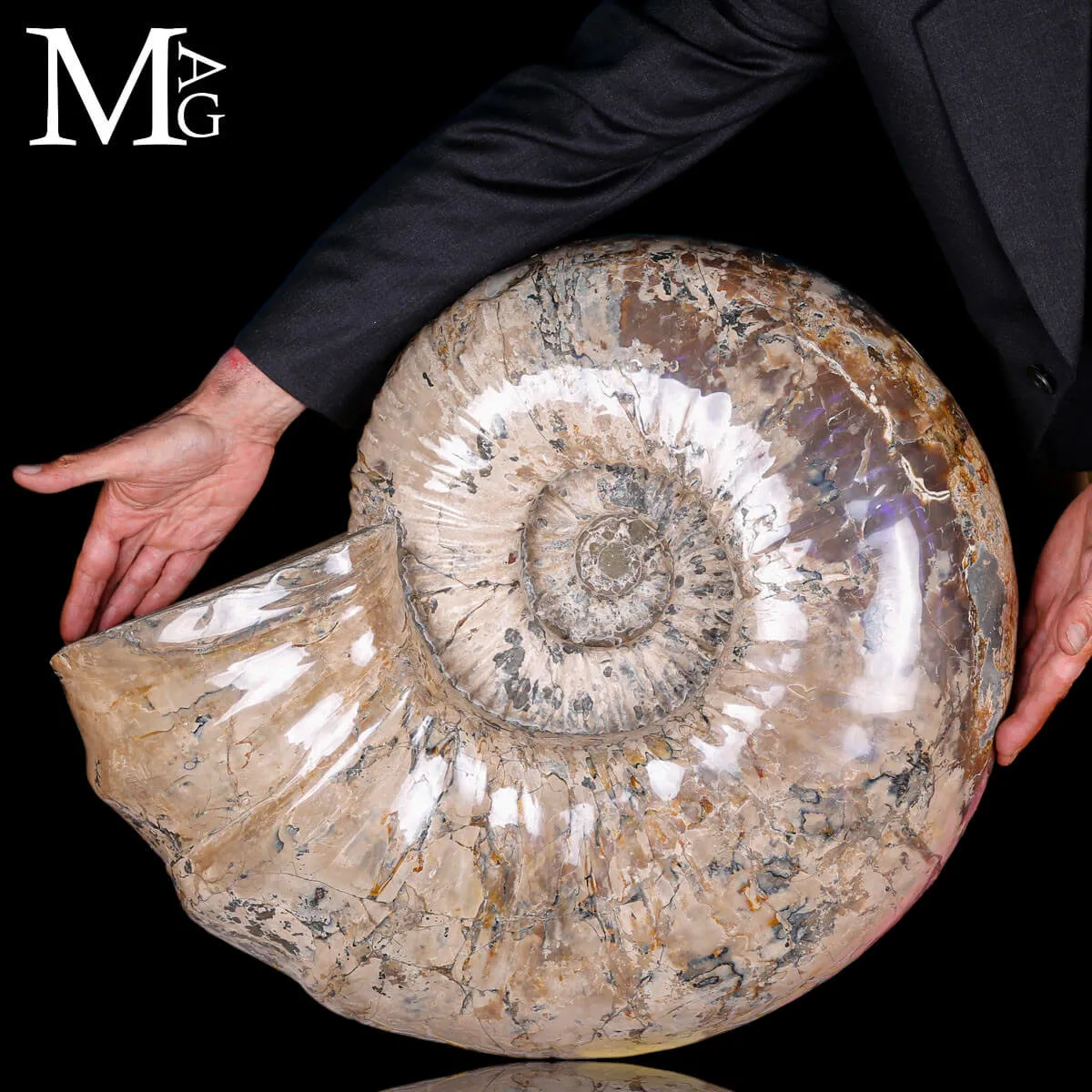 Ammonite Gigante Douvilleiceras – Madagascar