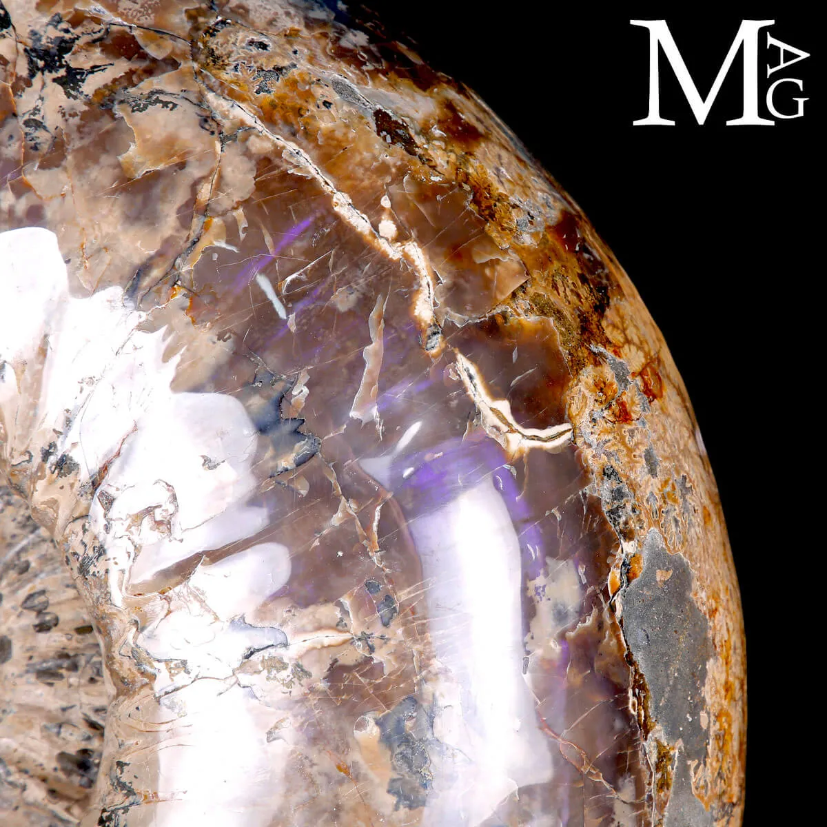 Ammonite Gigante Douvilleiceras – Madagascar