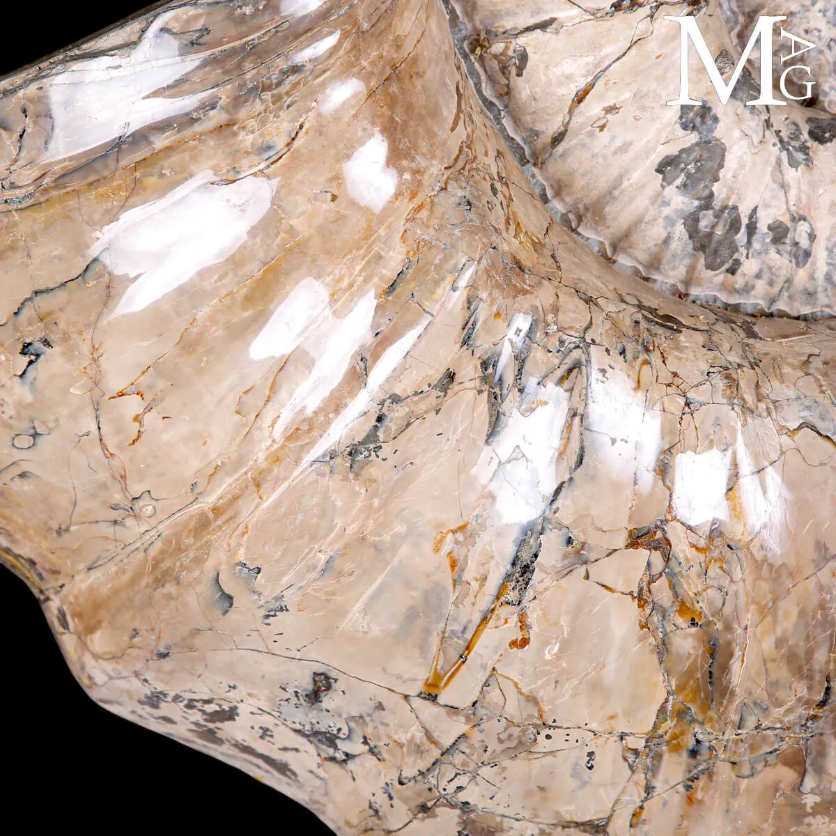 Ammonite Gigante Douvilleiceras – Madagascar