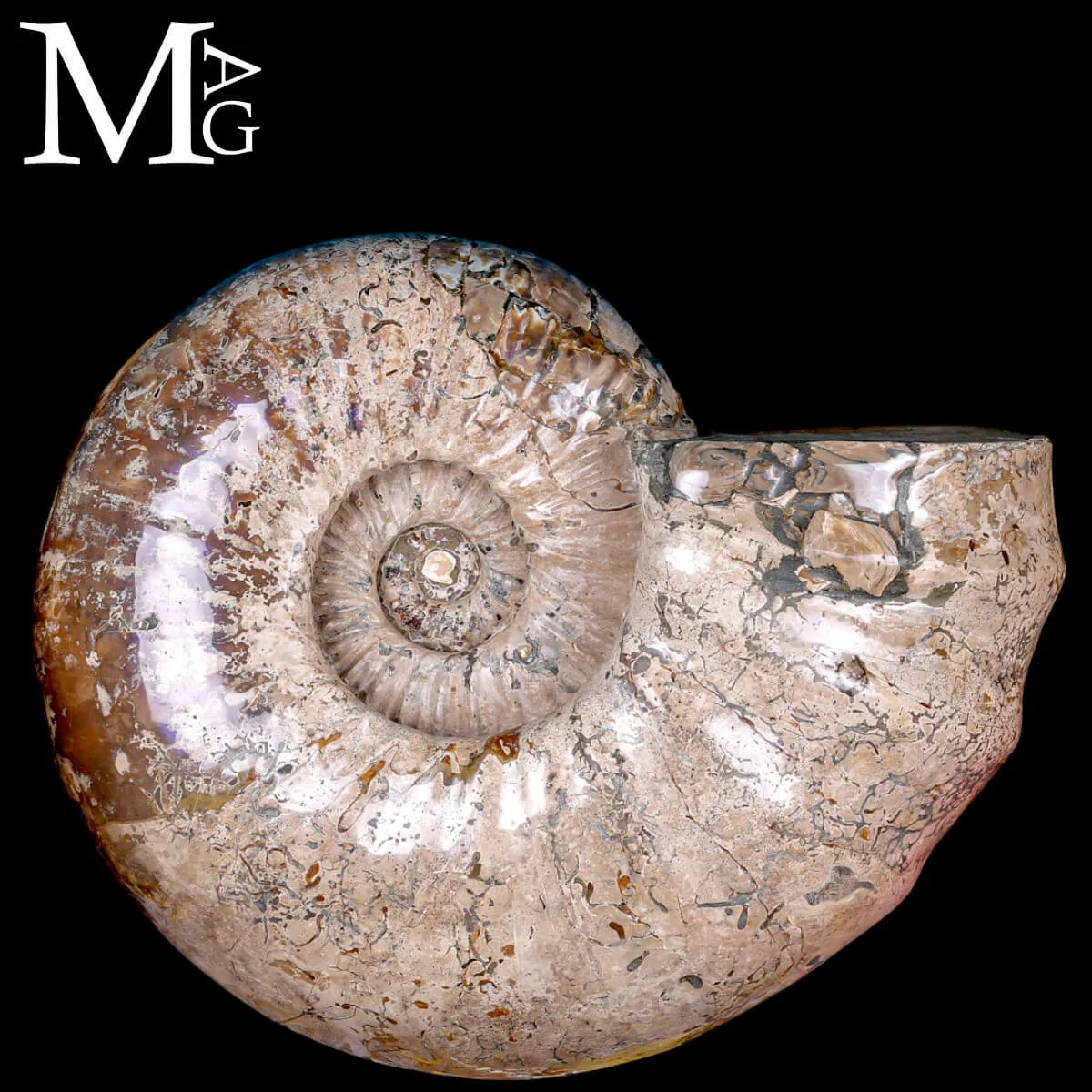 Ammonite Gigante Douvilleiceras – Madagascar