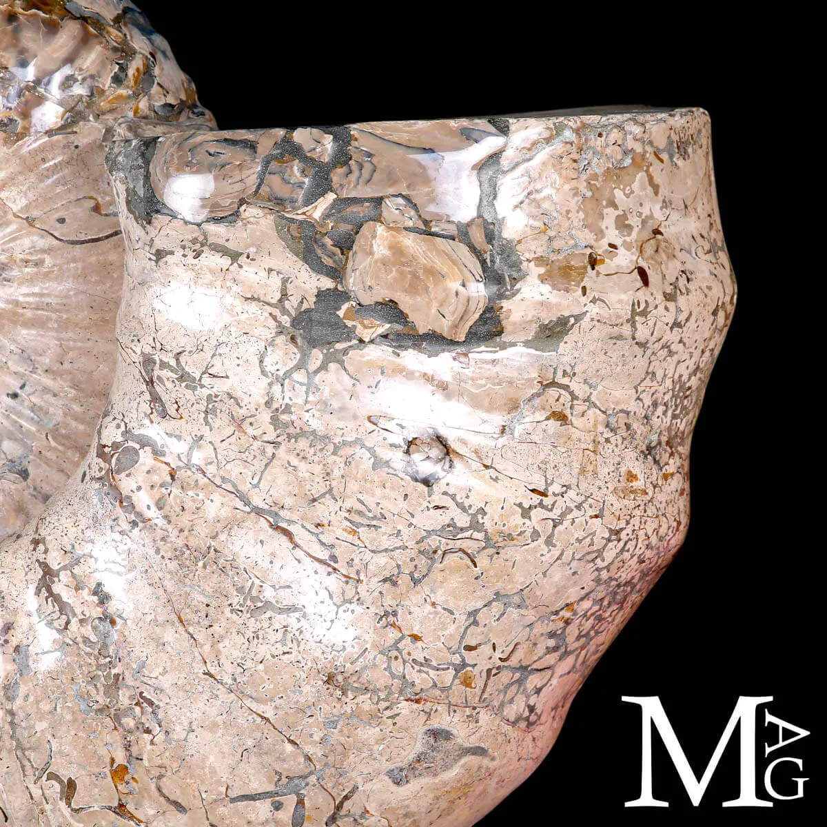 Ammonite Gigante Douvilleiceras – Madagascar