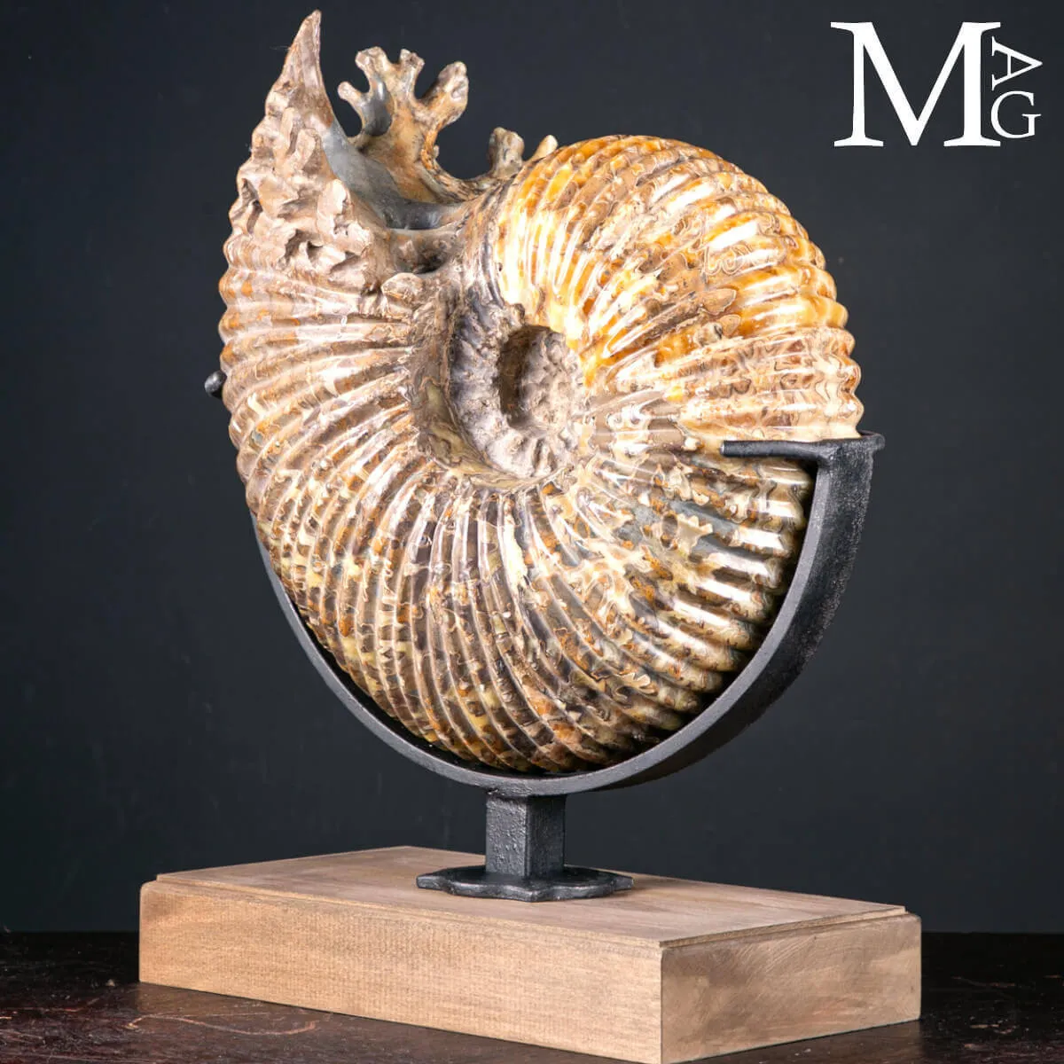 Douvilleiceras Mammillatum – Ammonite su Base.