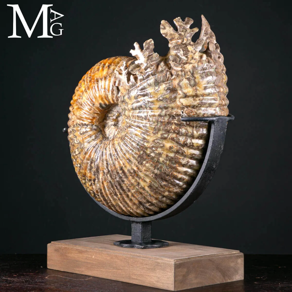 Douvilleiceras Mammillatum – Ammonite su Base.