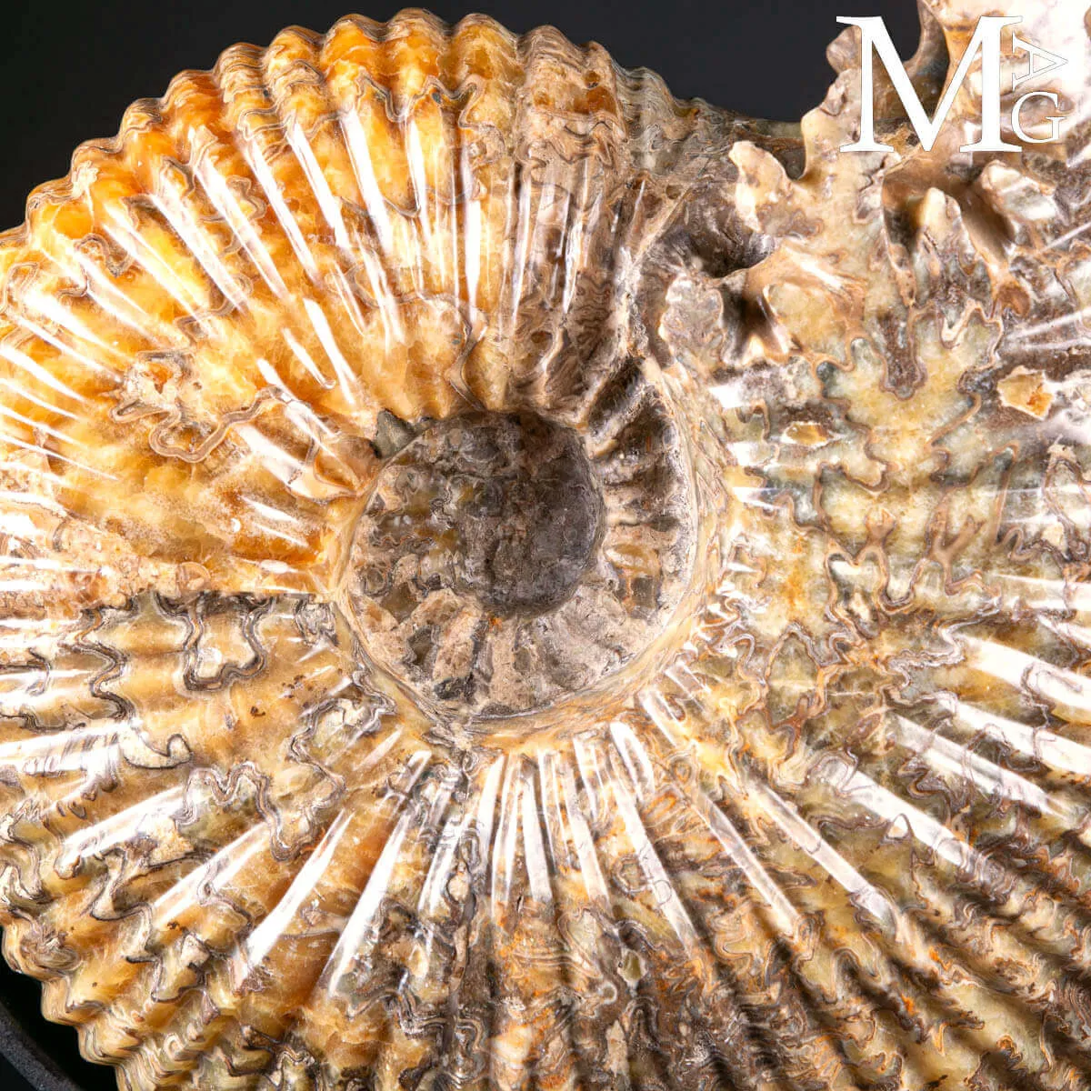 Douvilleiceras Mammillatum – Ammonite su Base.