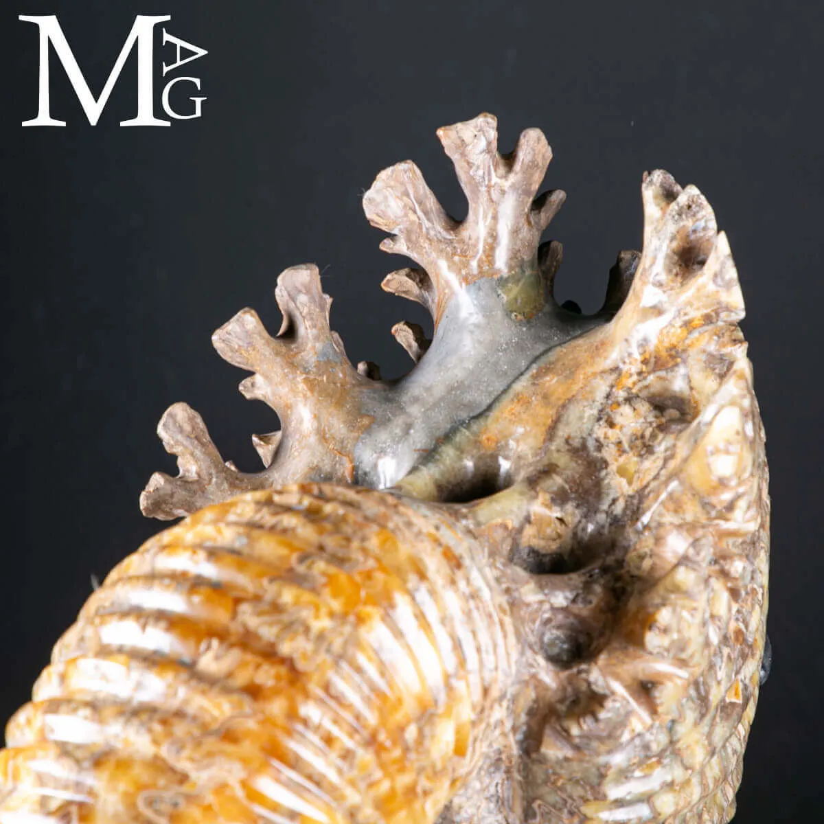Douvilleiceras Mammillatum – Ammonite su Base.
