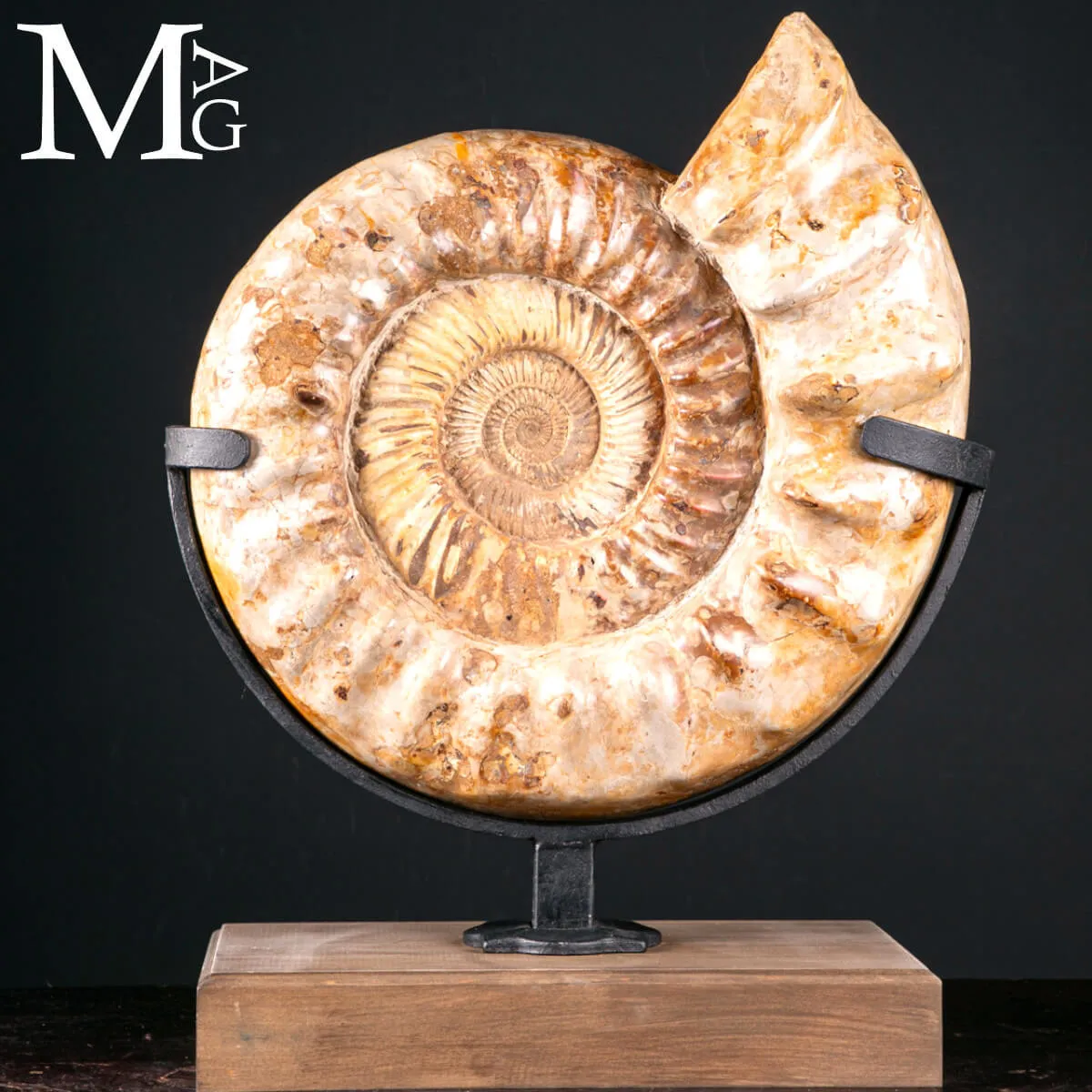 Douvilleiceras Fossile – Scultura Geologica del Tempo