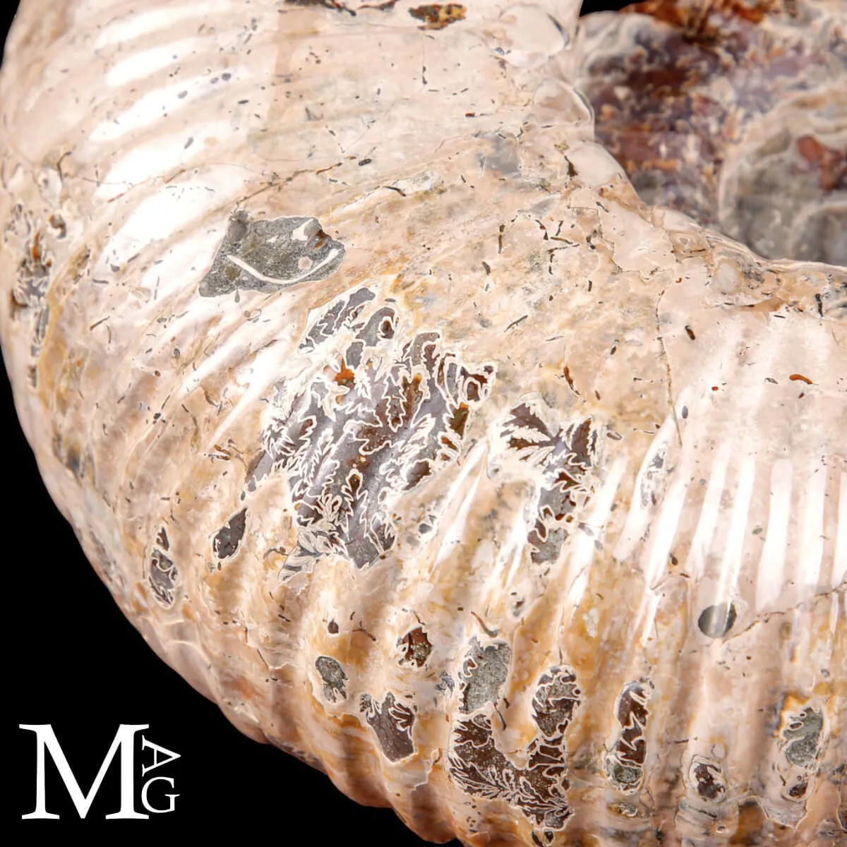 Ammonite fossile Douvilleiceras – Madagascar.