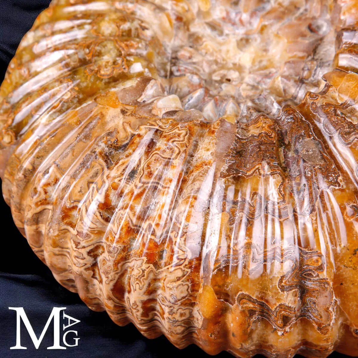 Ammonite fossile Douvilleiceras – Madagascar.