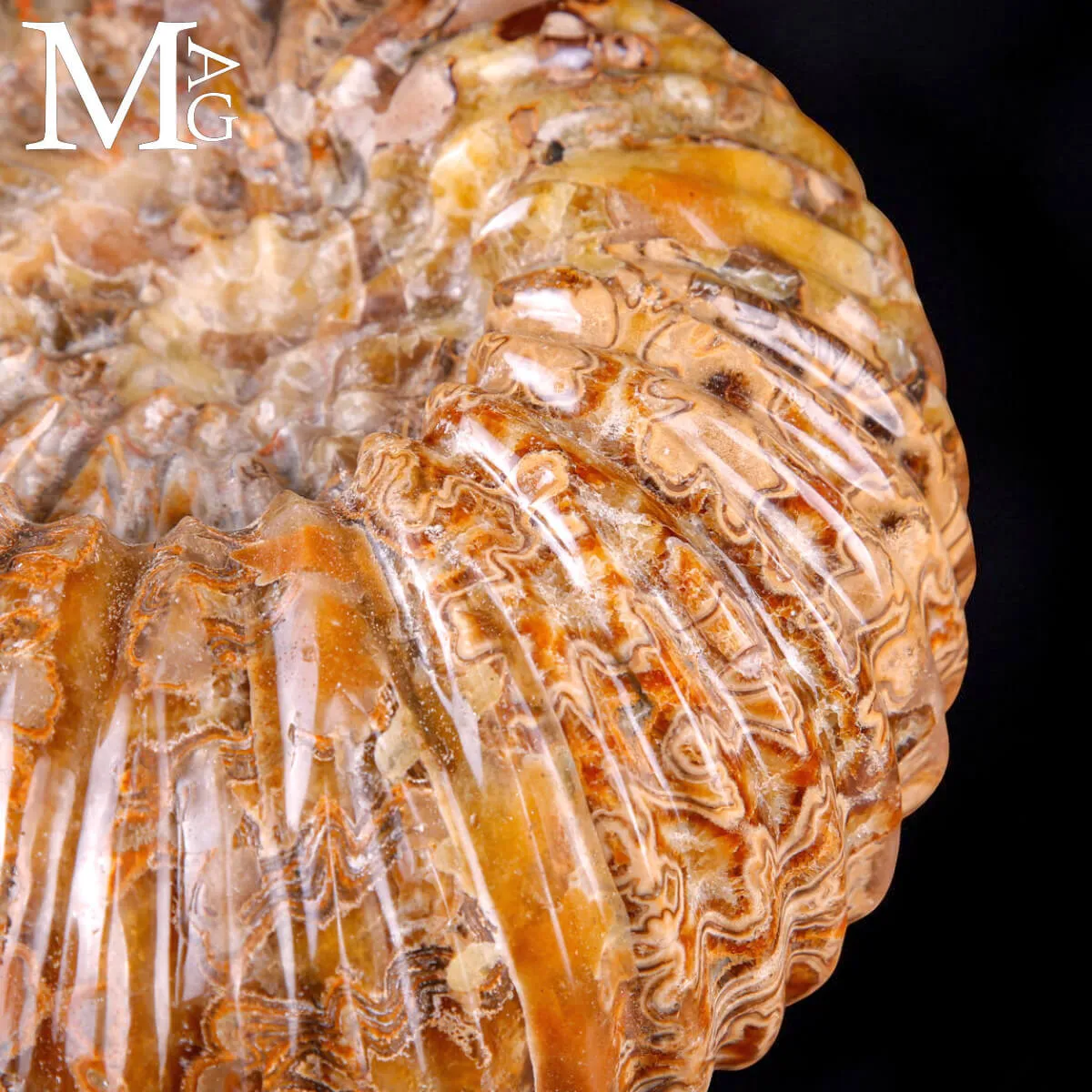 Ammonite fossile Douvilleiceras – Madagascar.