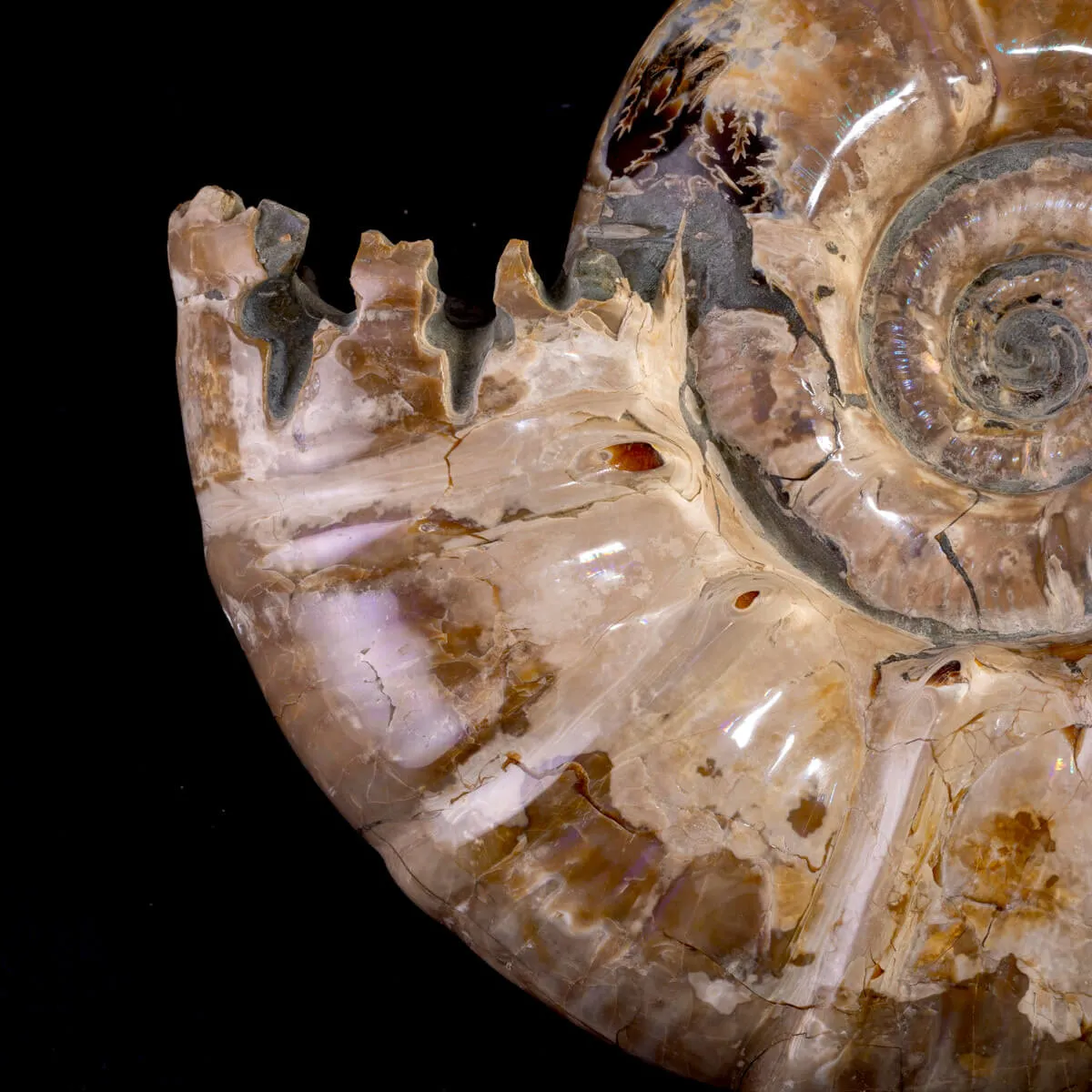 Ammonite Fossile Euaspidoceras con Opalescenze Violacee.