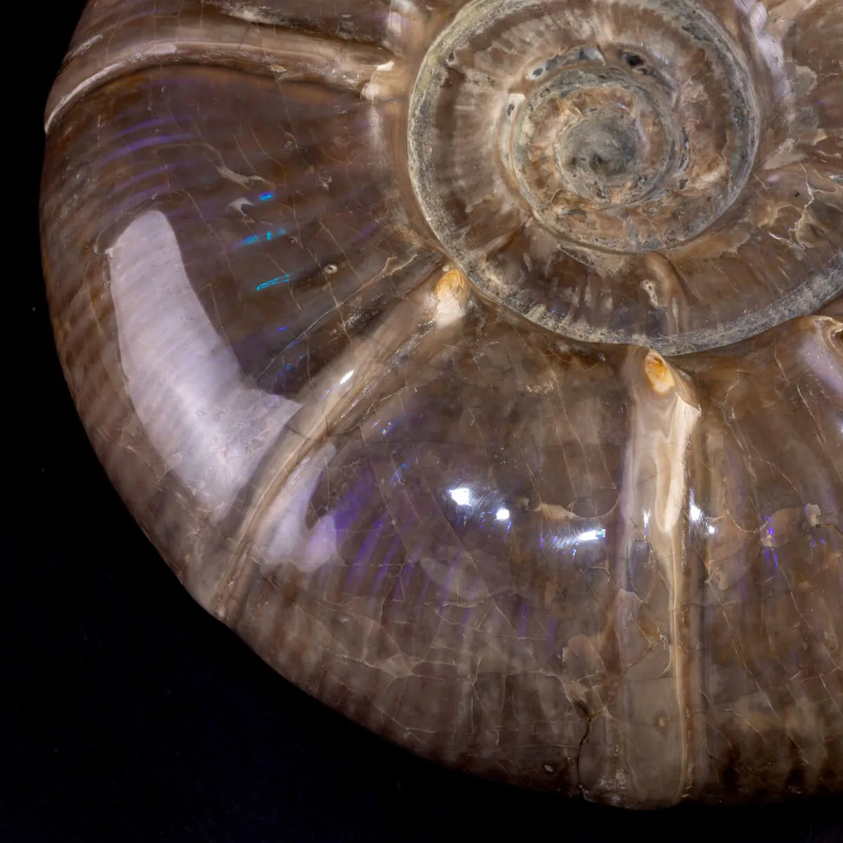 Ammonite Fossile Euaspidoceras con Opalescenze Violacee.