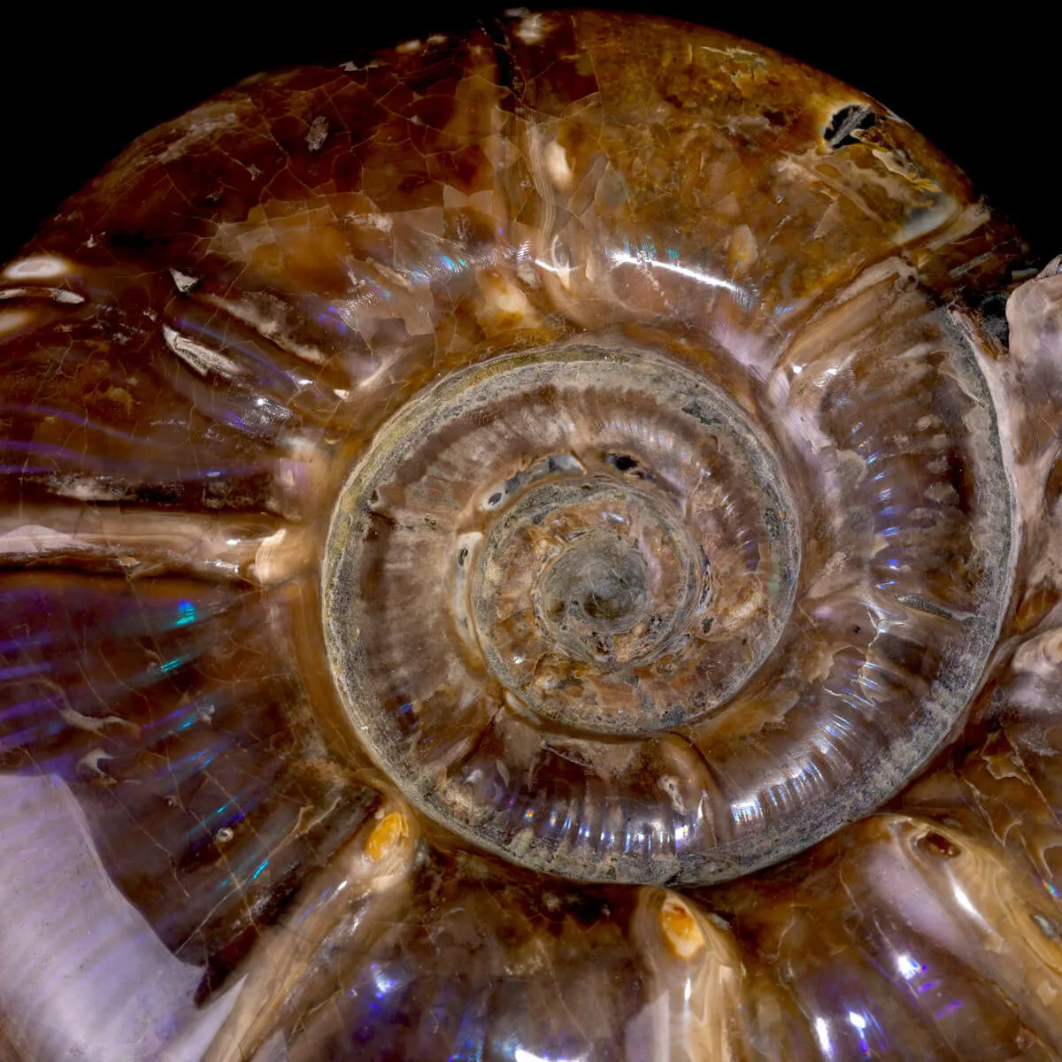 Ammonite Fossile Euaspidoceras con Opalescenze Violacee.