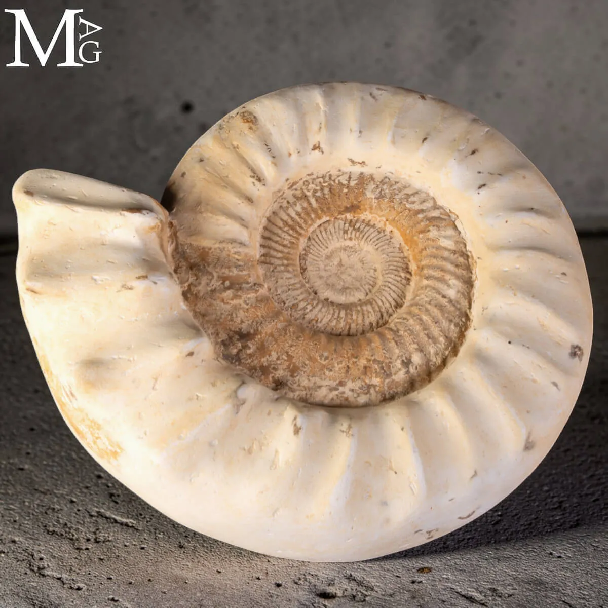 Ammonite Bianca Kranaosphinctes.