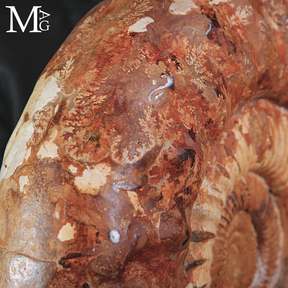 Grande Ammonite Kranaosphinctes del Giurassico.
