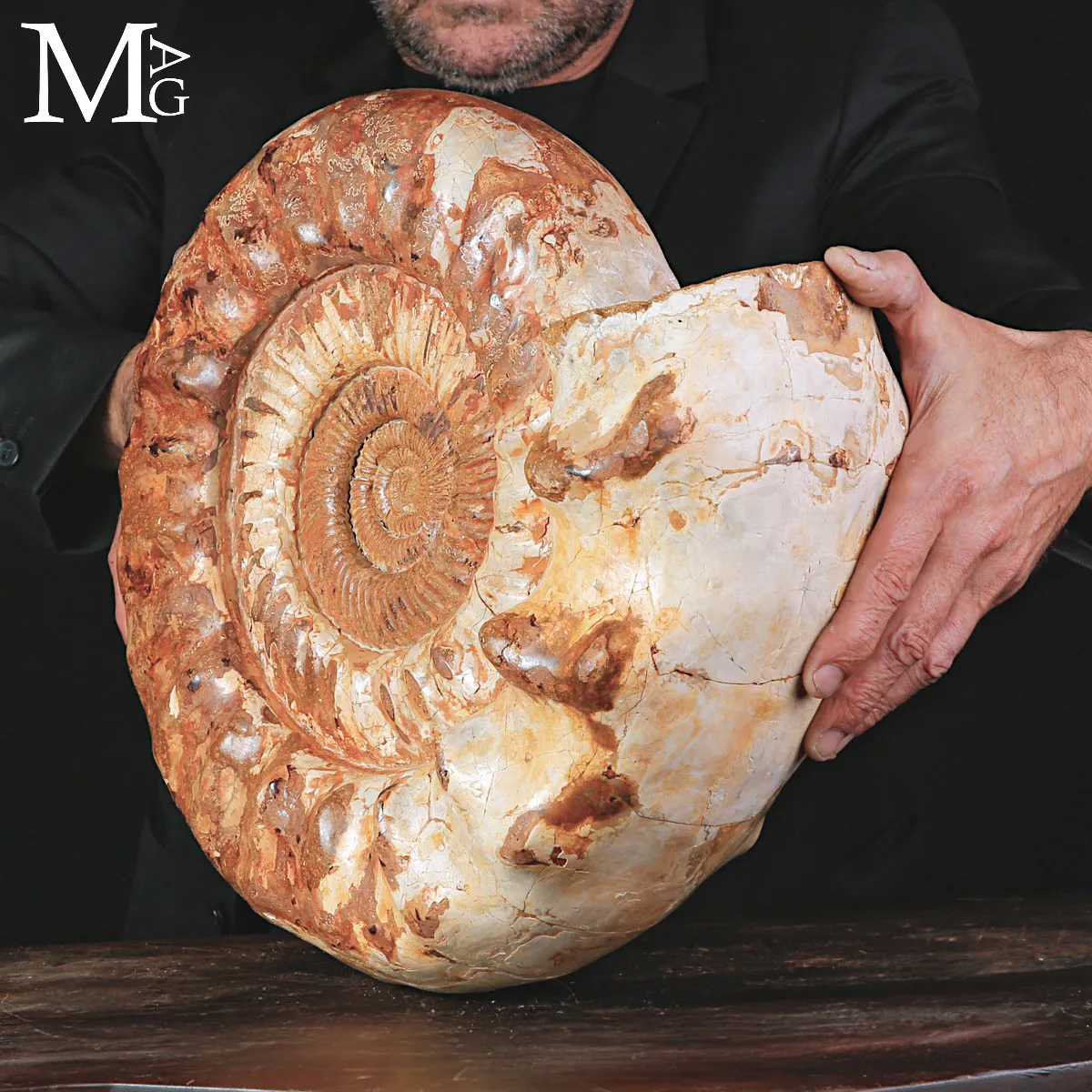 Grande Ammonite Kranaosphinctes del Giurassico.