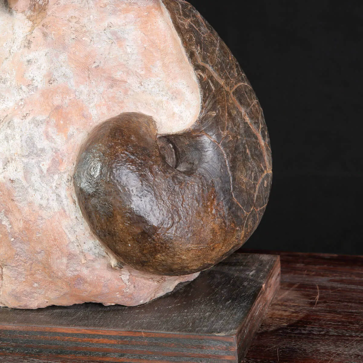 Litoceras fimbriatum: Eleganza Fossile dal Giurassico Francese.