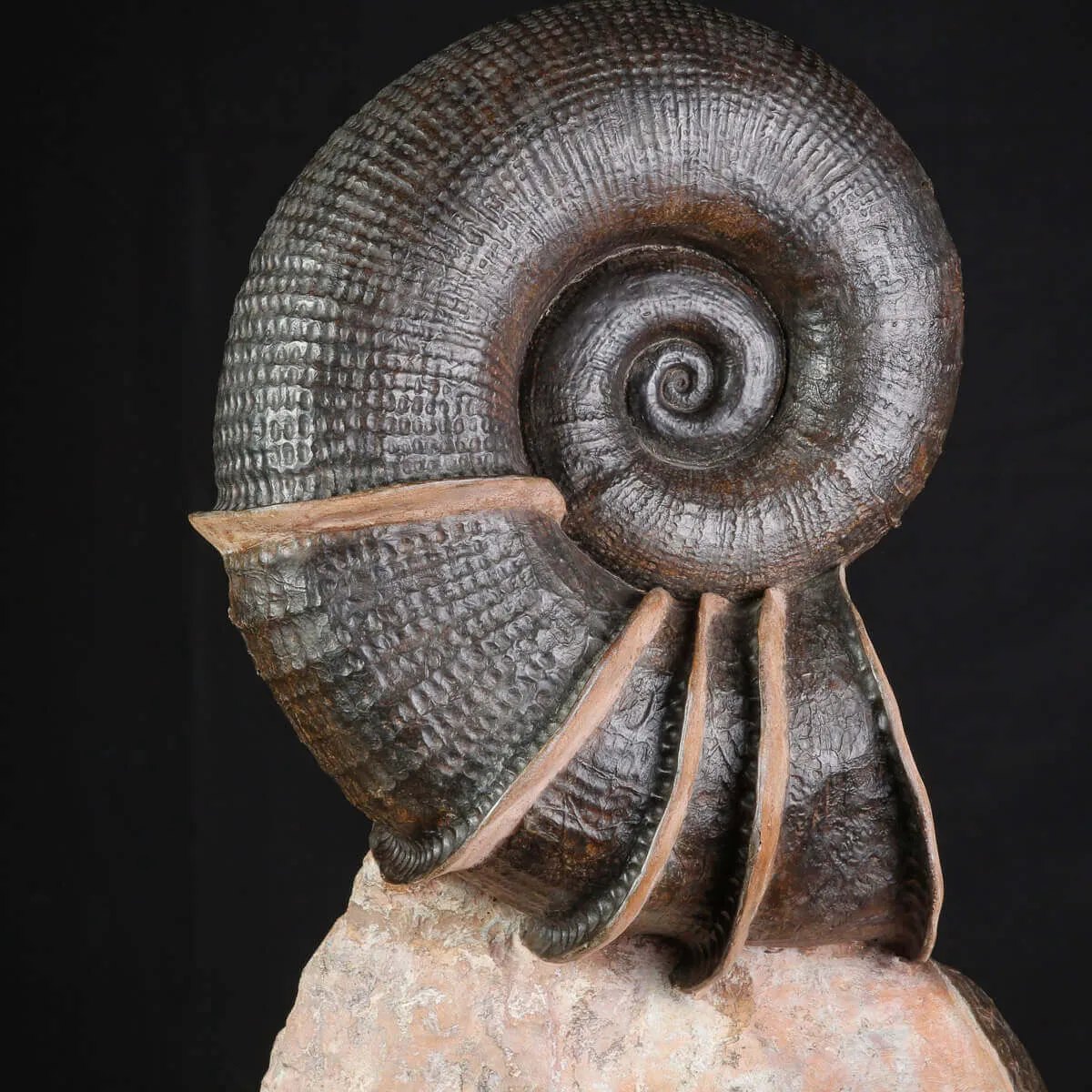 Litoceras fimbriatum: Eleganza Fossile dal Giurassico Francese.