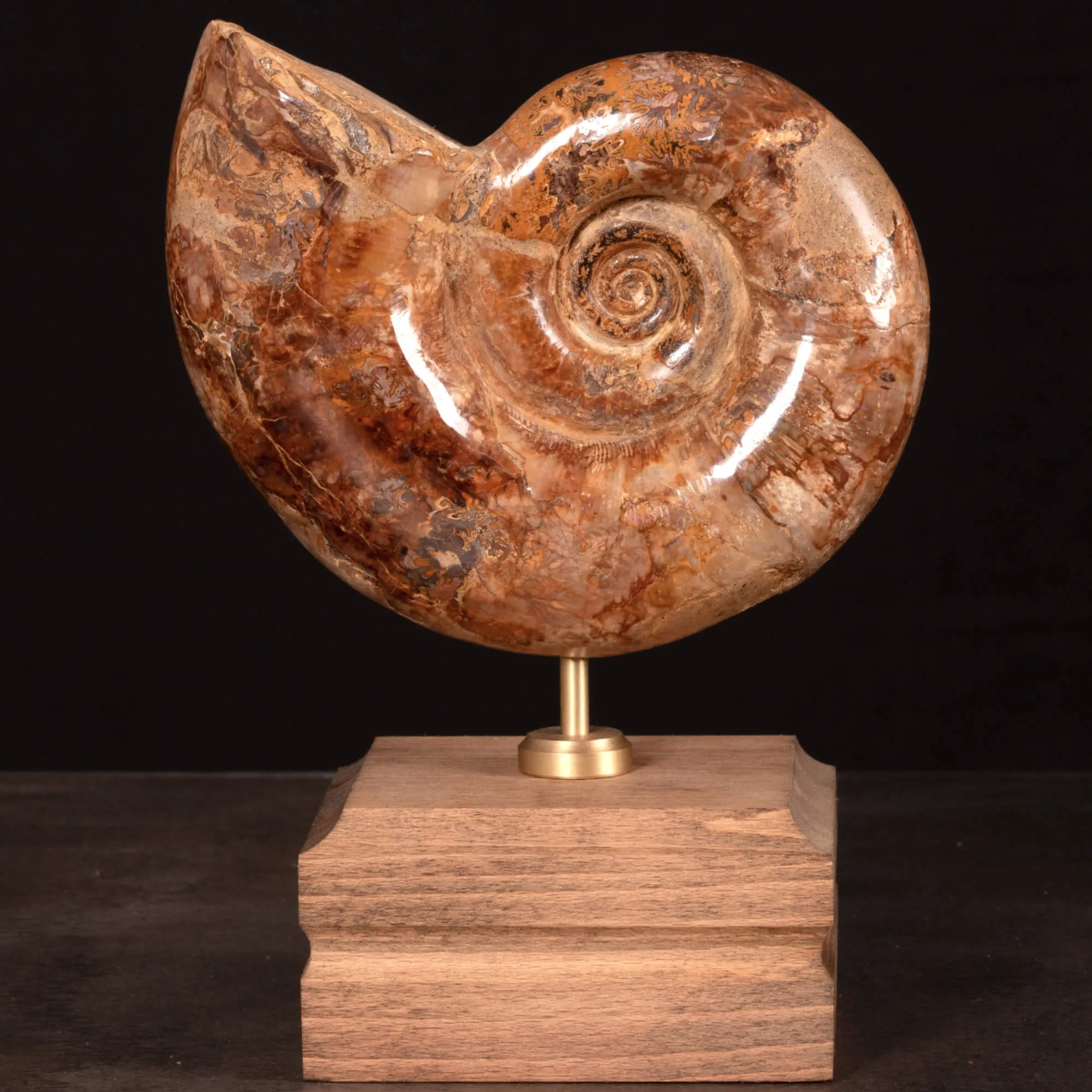 Ammonite fossile Lytoceras su base di legno.