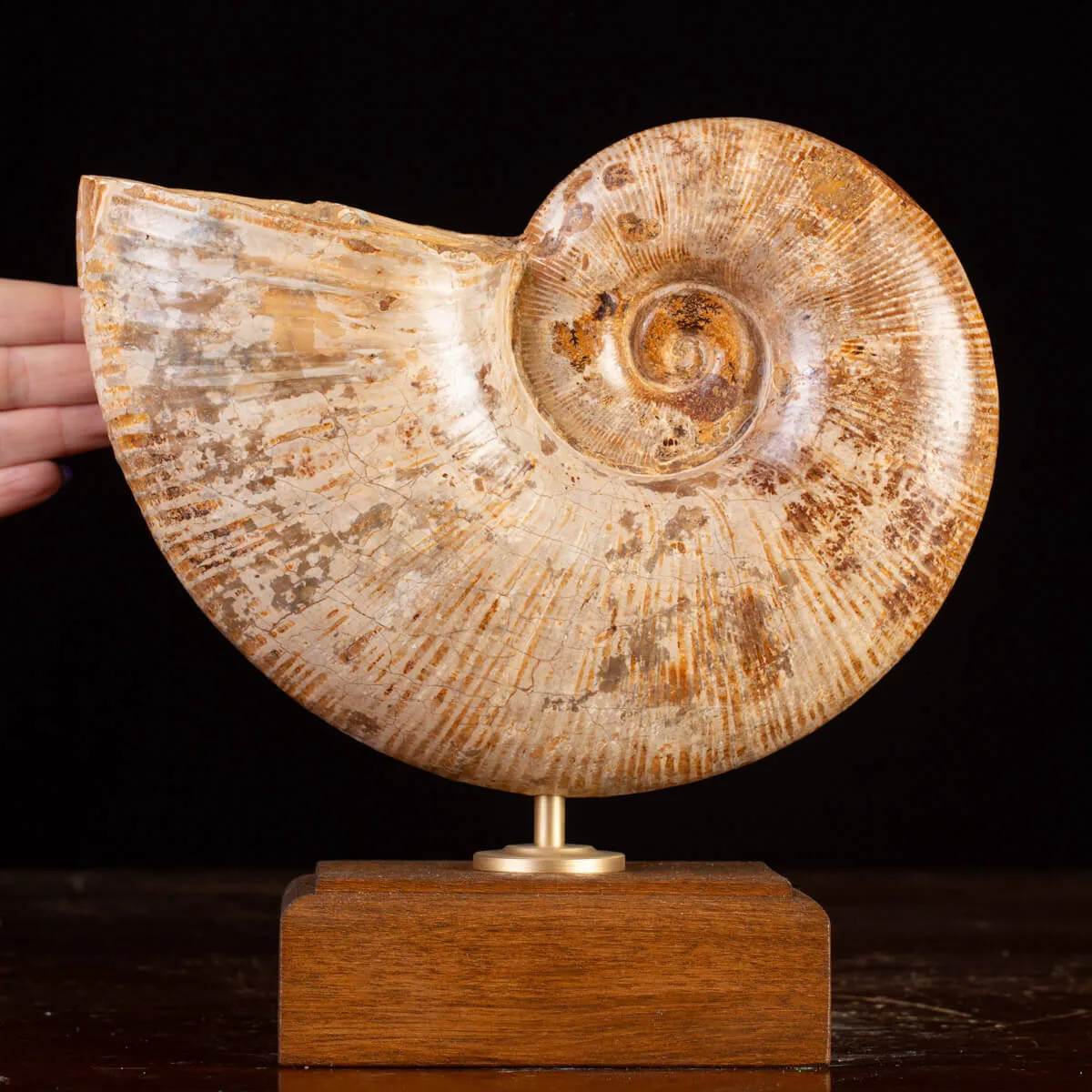 Ammonite Giurassico – Lytoceras