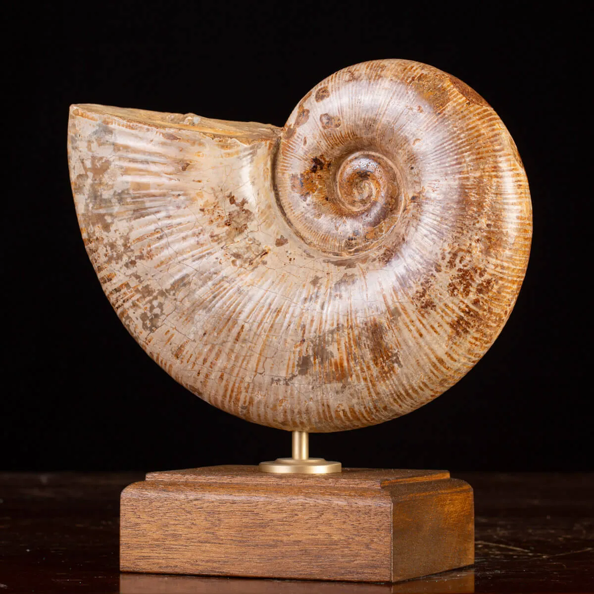 Ammonite Giurassico – Lytoceras