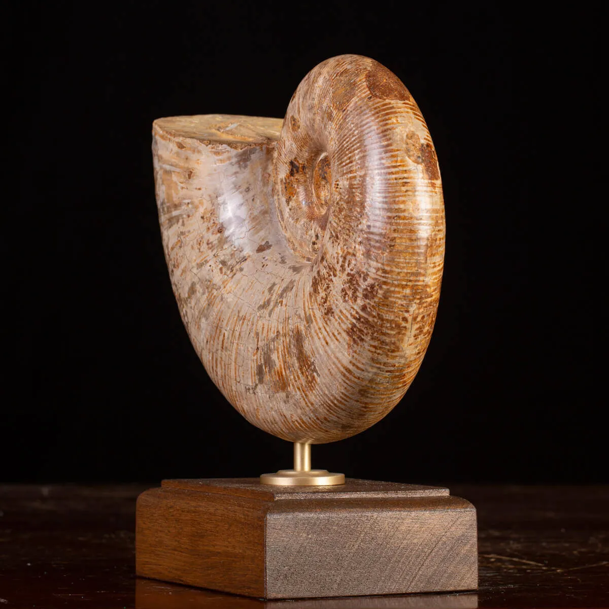 Ammonite Giurassico – Lytoceras