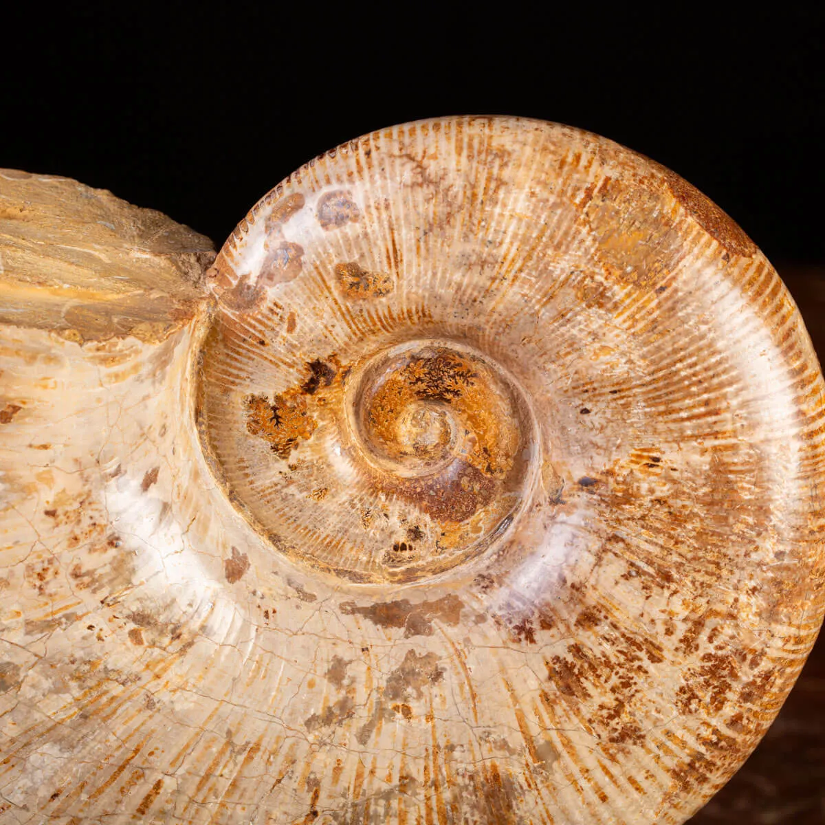Ammonite Giurassico – Lytoceras