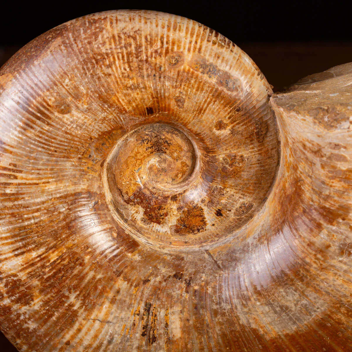 Ammonite Giurassico – Lytoceras