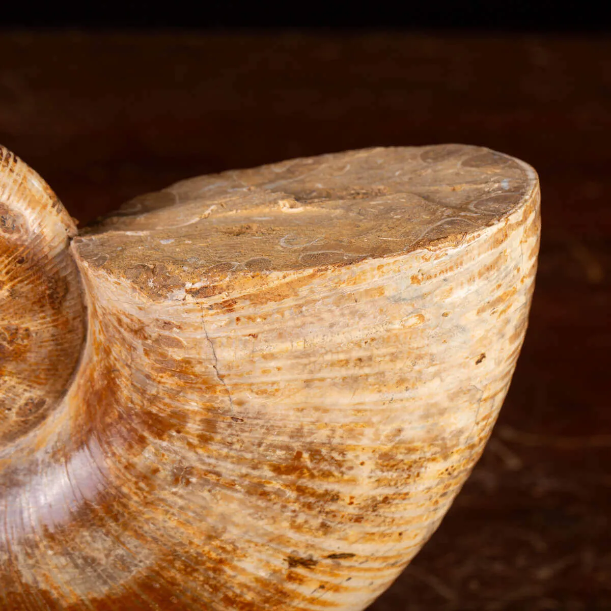 Ammonite Giurassico – Lytoceras