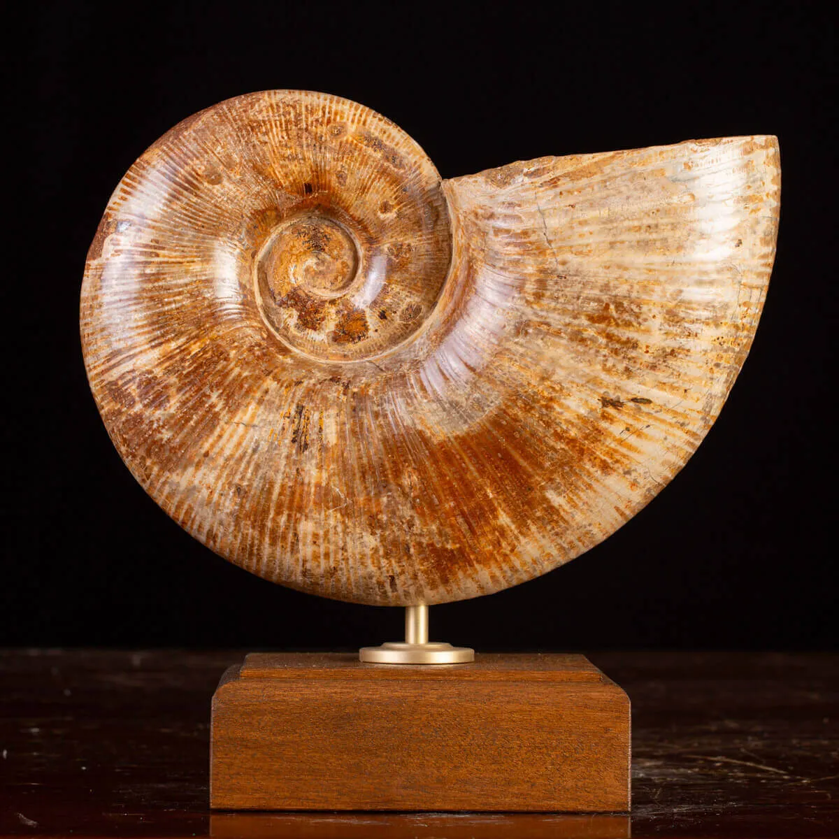 Ammonite Giurassico – Lytoceras