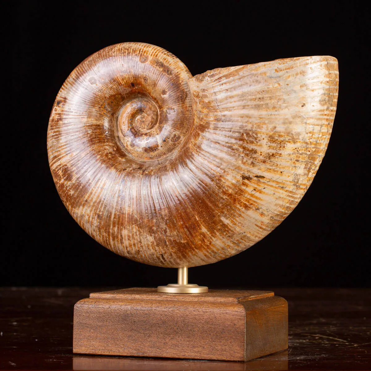 Ammonite Giurassico – Lytoceras