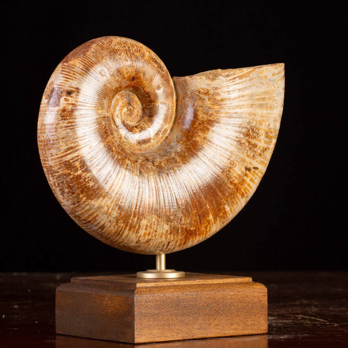 Ammonite Giurassico – Lytoceras