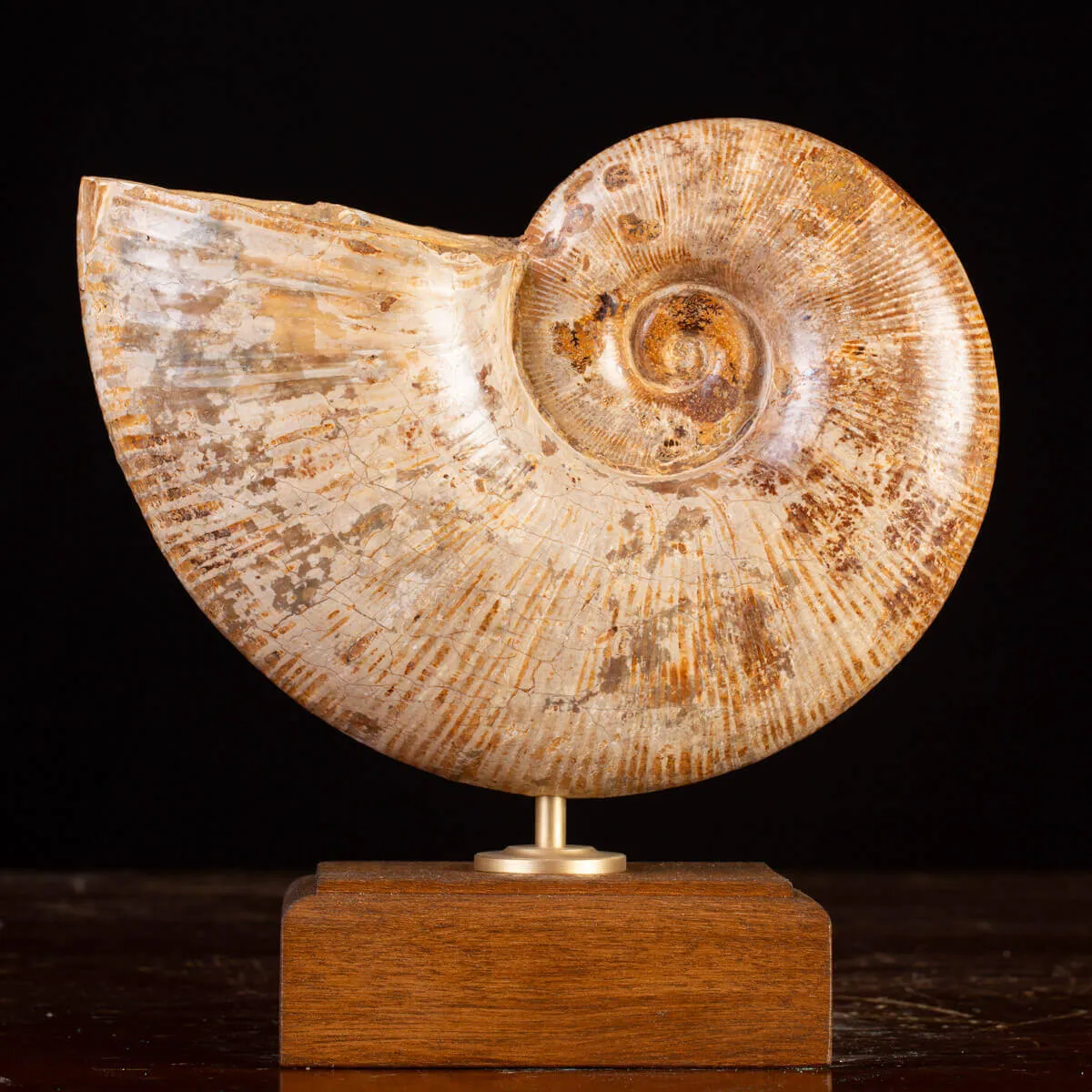 Ammonite Giurassico – Lytoceras
