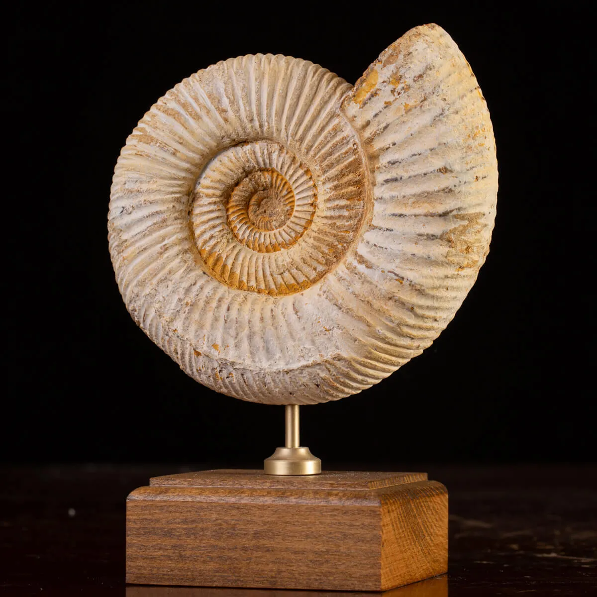 Perisphinctes - Eleganza del Giurassico su Base di Legno.