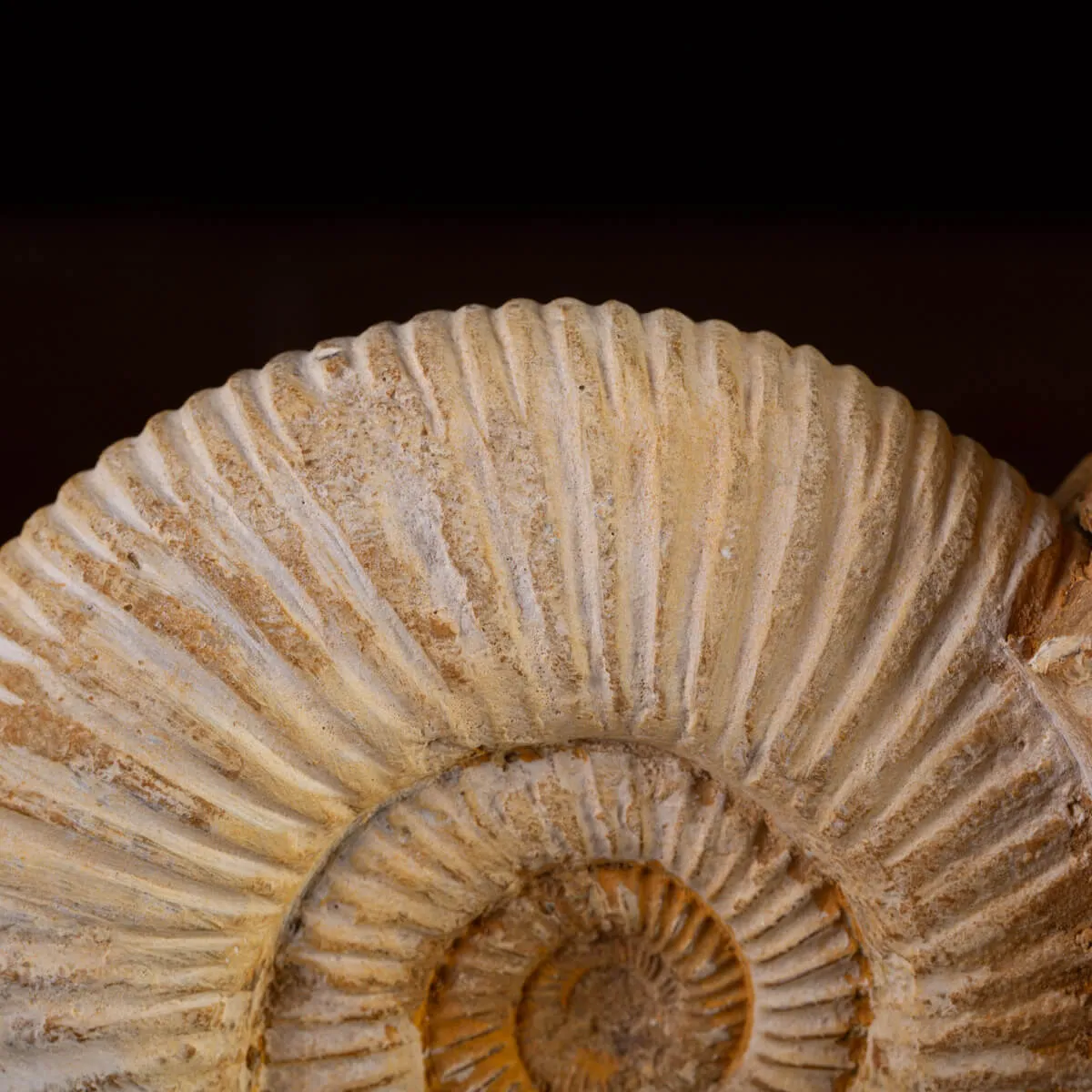 Perisphinctes - Eleganza del Giurassico su Base di Legno.