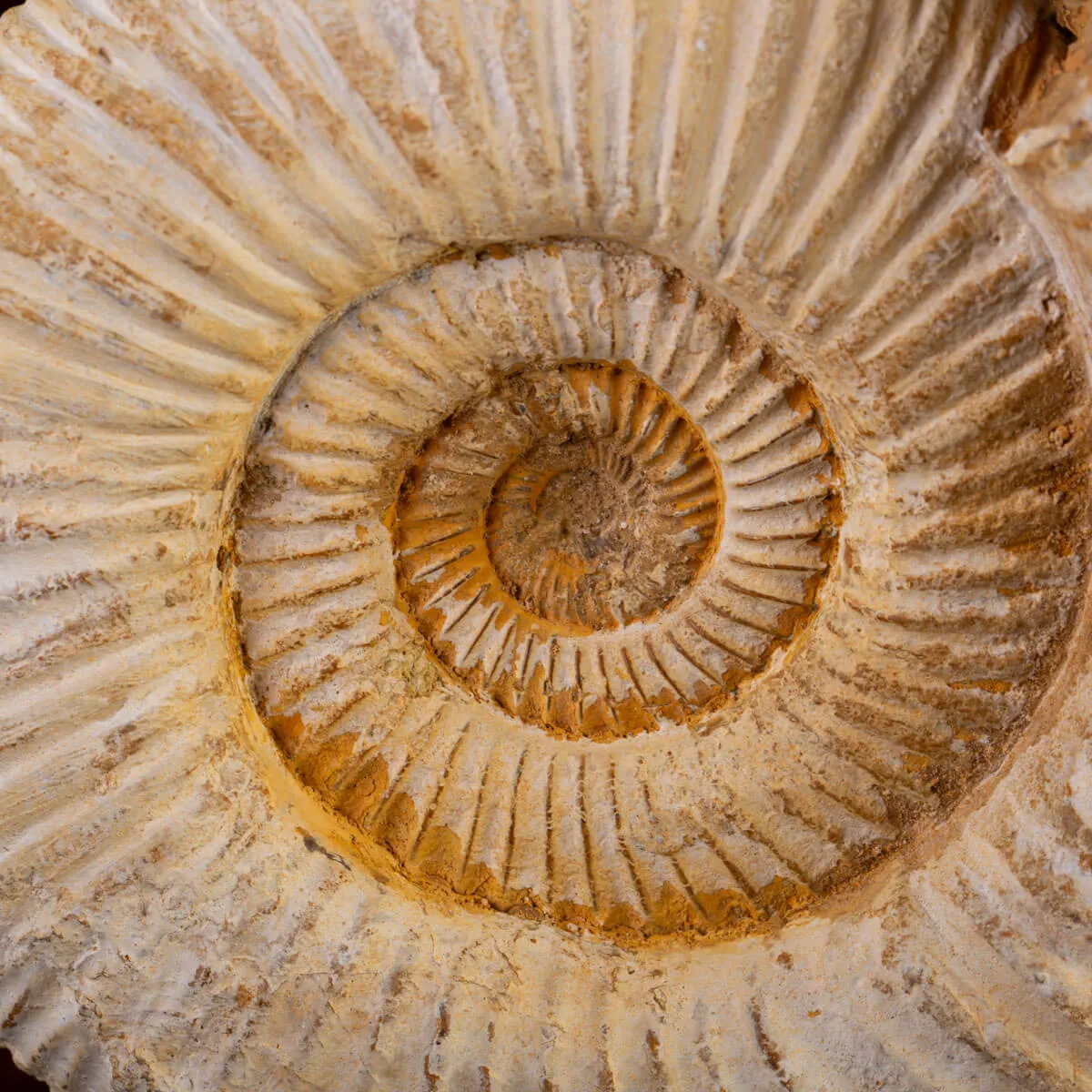 Perisphinctes - Eleganza del Giurassico su Base di Legno.