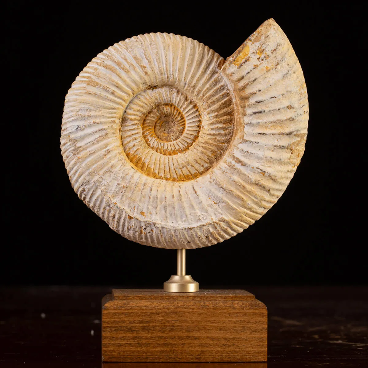 Perisphinctes - Eleganza del Giurassico su Base di Legno.