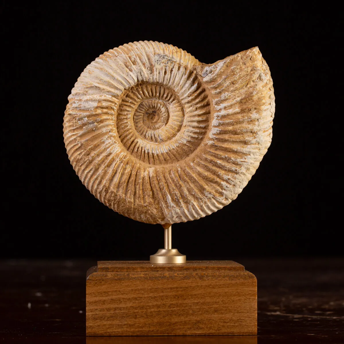 Perisphinctes Fossile dal Madagascar - Testimone di Mari Preistorici.