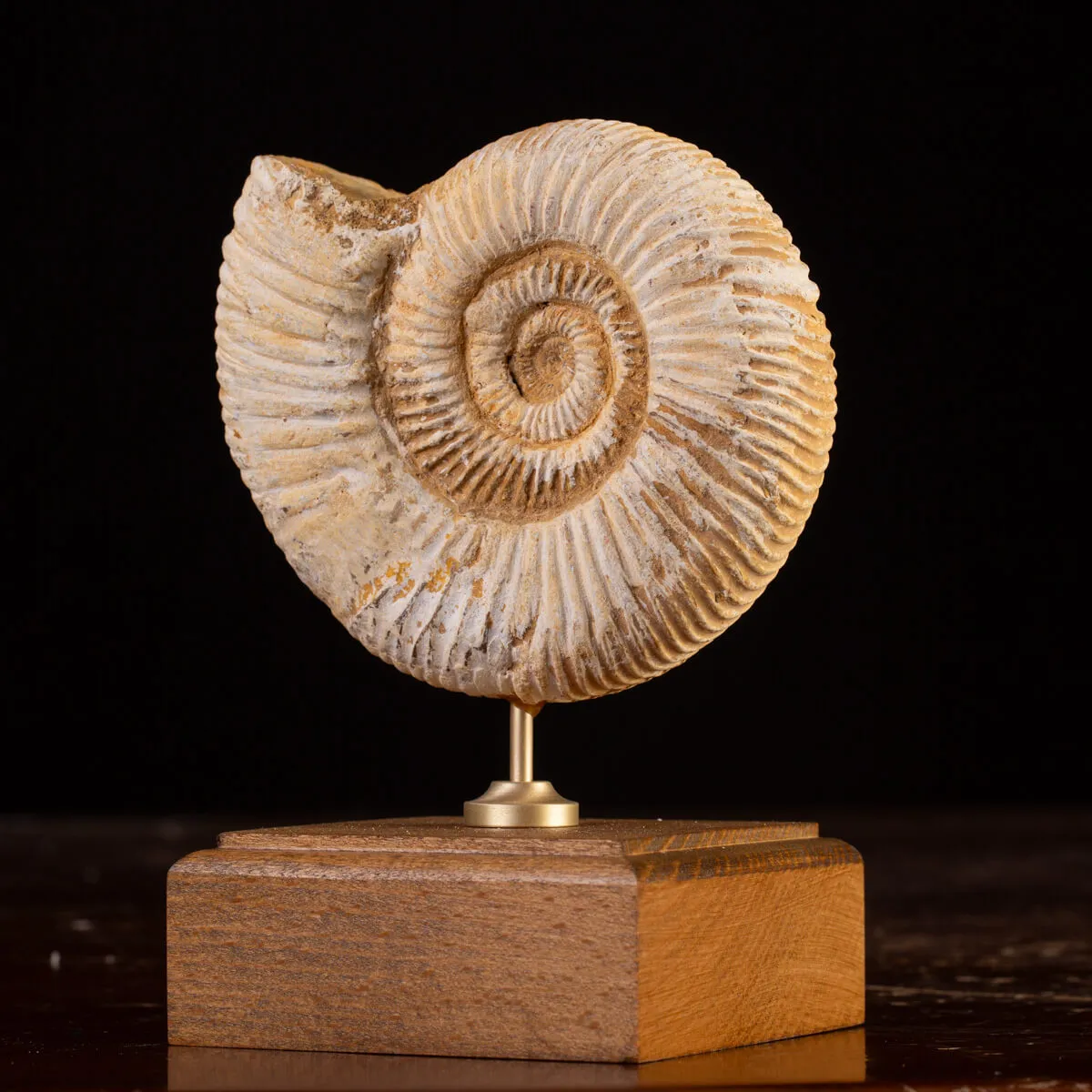 Perisphinctes Fossile dal Madagascar - Testimone di Mari Preistorici.