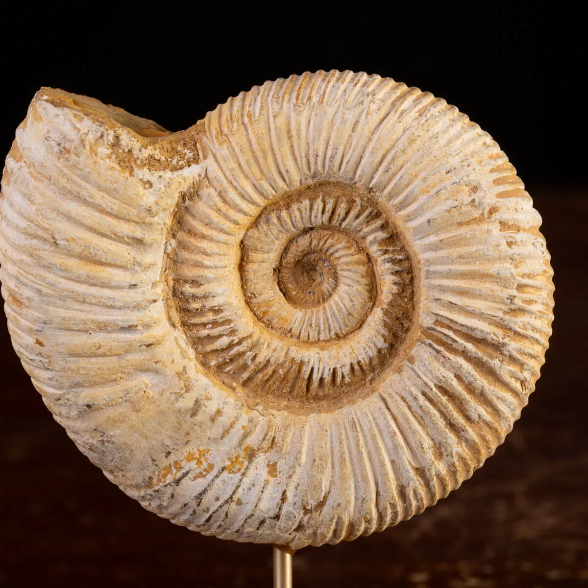 Perisphinctes Fossile dal Madagascar - Testimone di Mari Preistorici.