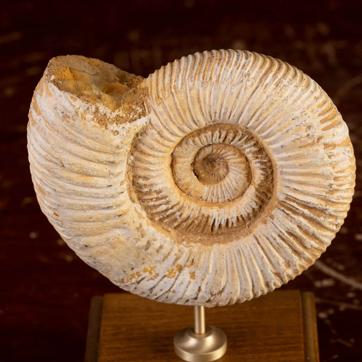 Perisphinctes Fossile dal Madagascar - Testimone di Mari Preistorici.