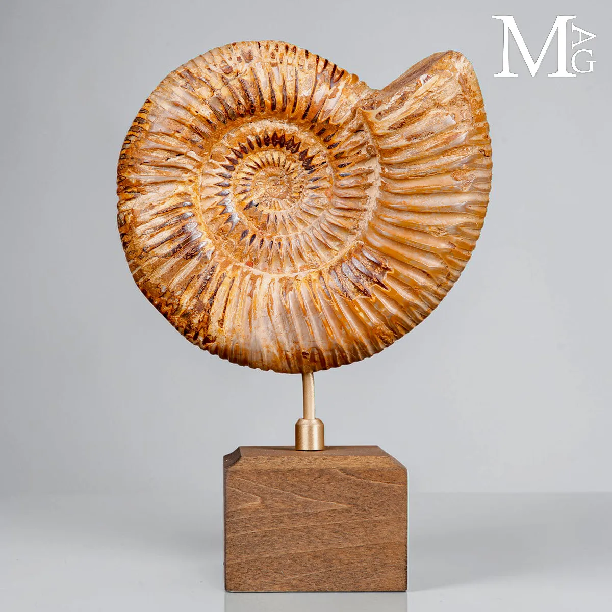 Ammonite Fossile Perisphinctes del Madagascar su Base
