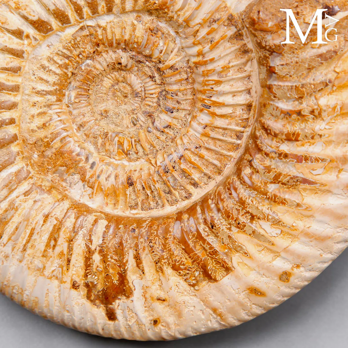 Ammonite Fossile Perisphinctes del Madagascar su Base