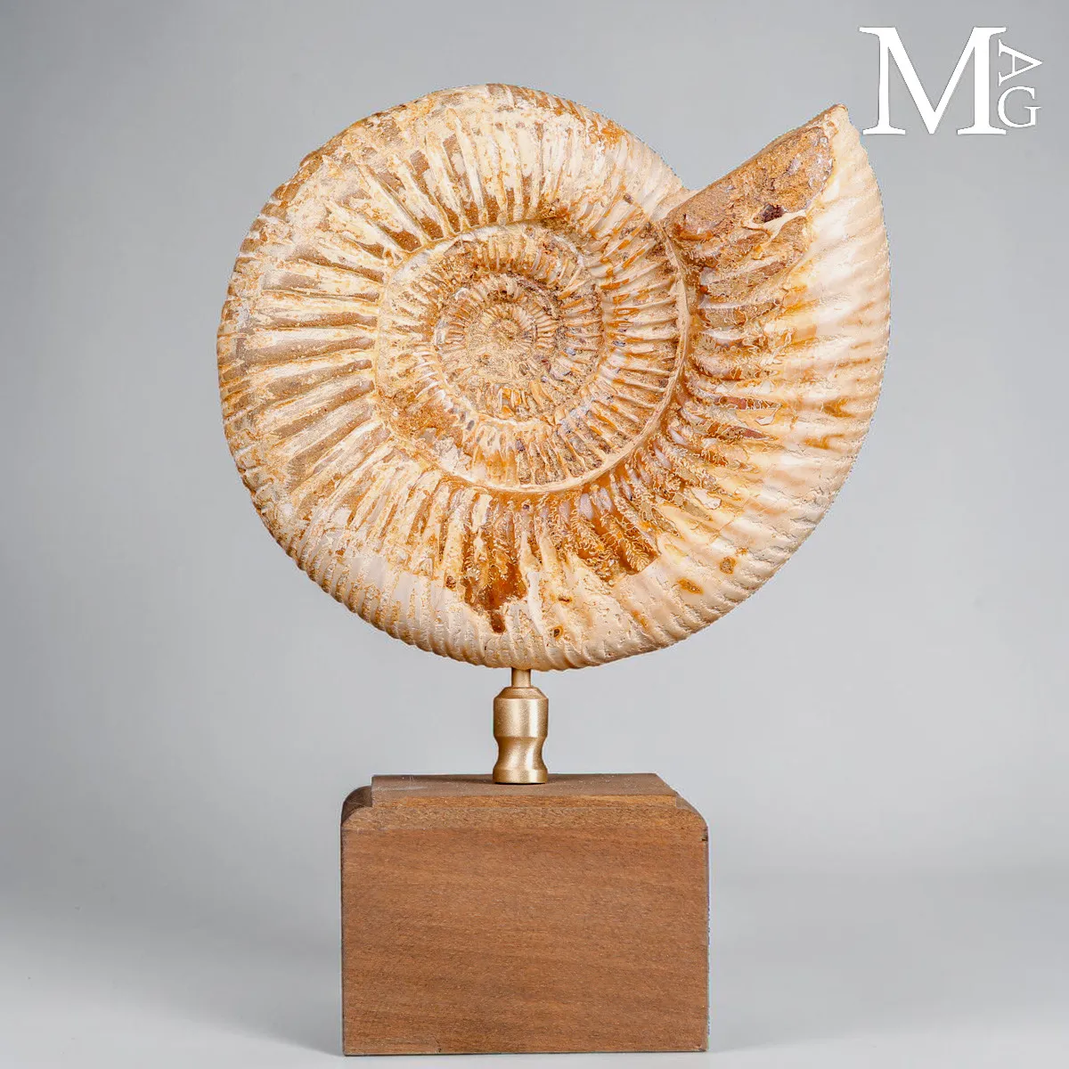 Ammonite Fossile Perisphinctes del Madagascar su Base
