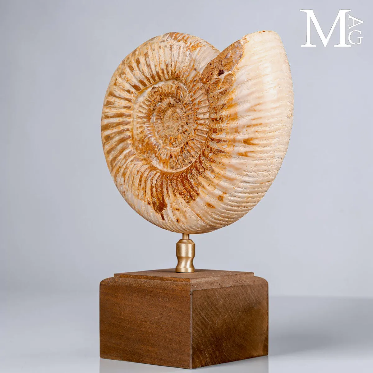 Ammonite Fossile Perisphinctes del Madagascar su Base