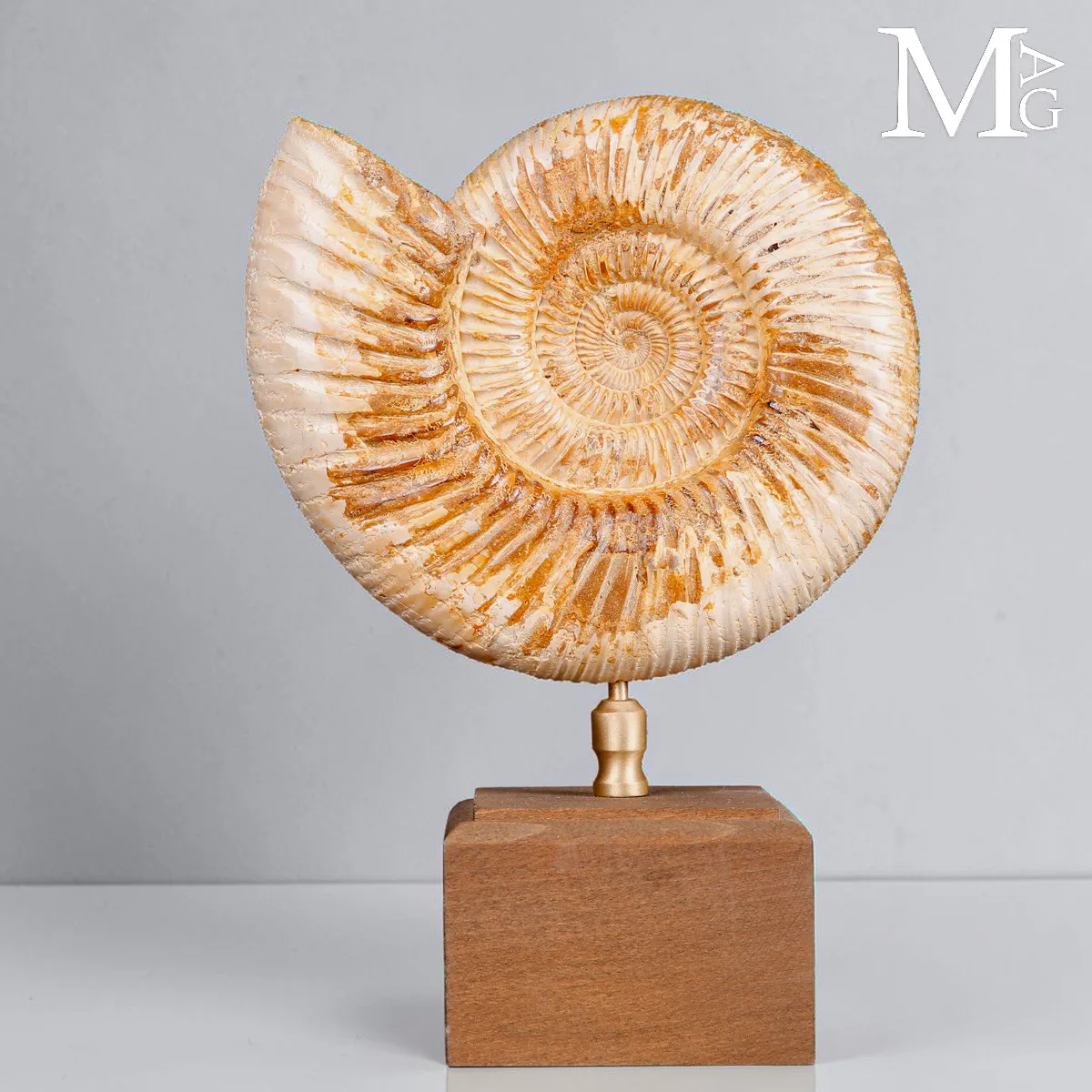 Ammonite Fossile Perisphinctes del Madagascar su Base