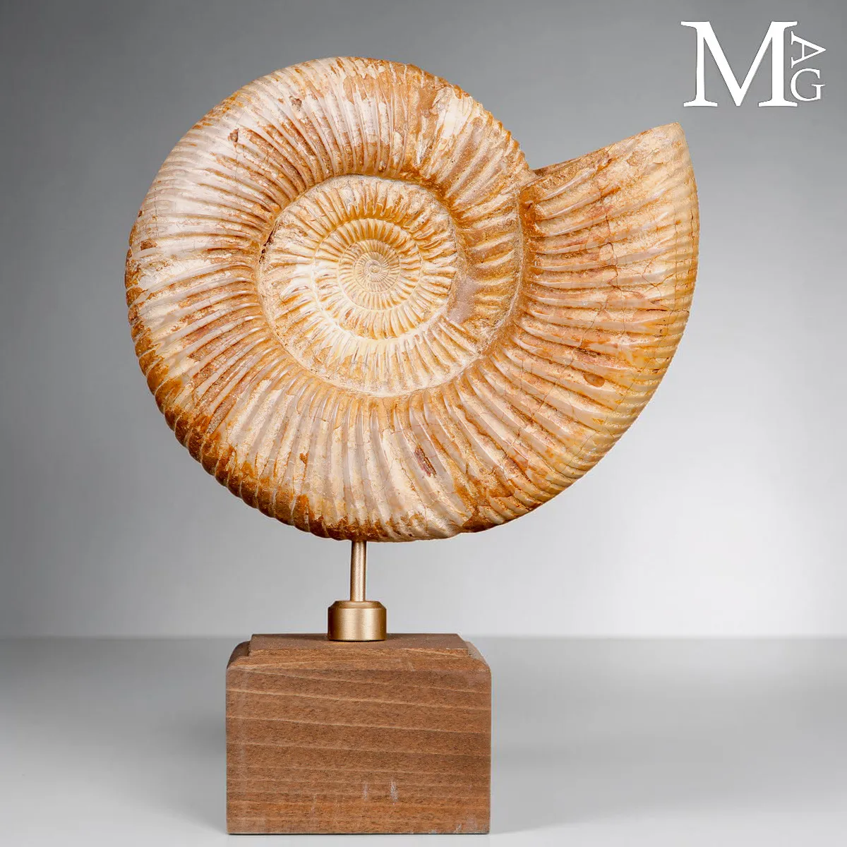 Ammonite Fossile Perisphinctes del Madagascar su Base